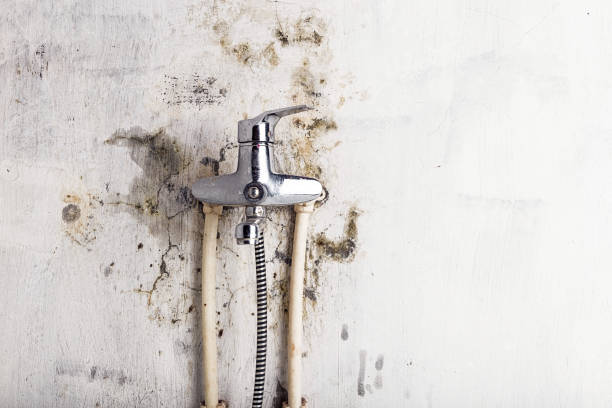 Rio Grande City, TX Mold Remediation Company