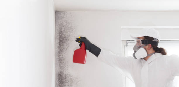 Best DIY Mold Remediation Support Services in Rio Grande City, TX