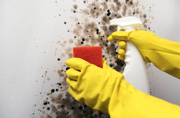 Best Bathroom Mold Remediation in Rio Grande City, TX