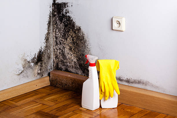 Best Attic Mold Remediation in Rio Grande City, TX