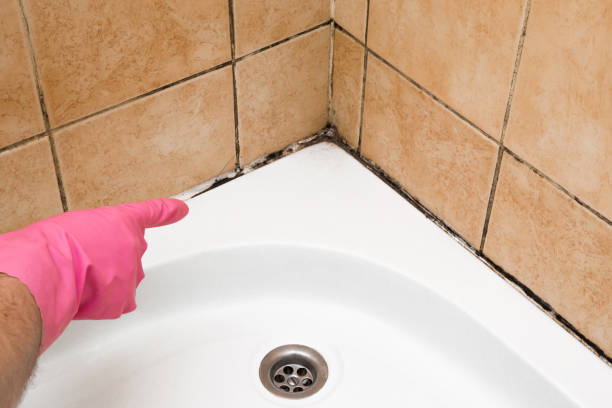Best Attic Mold Remediation in Rio Grande City, TX