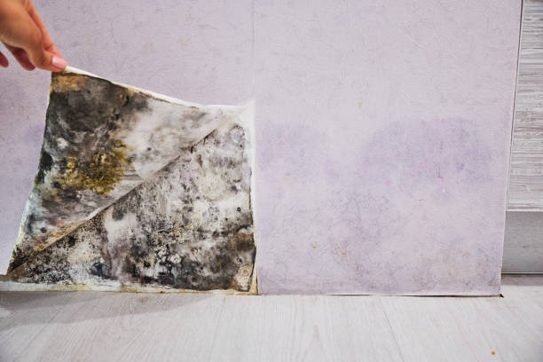 Best Black Mold Remediation in Rio Grande City, TX